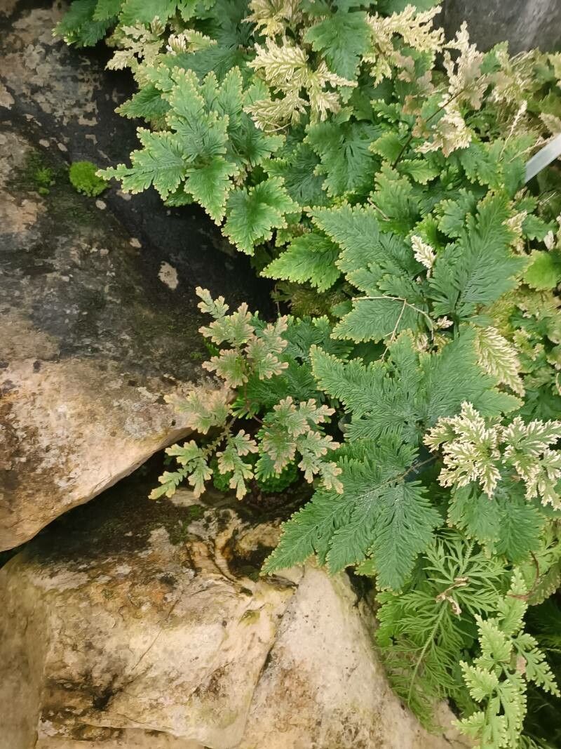 Selaginella umbrosa — search result for 'Belize'