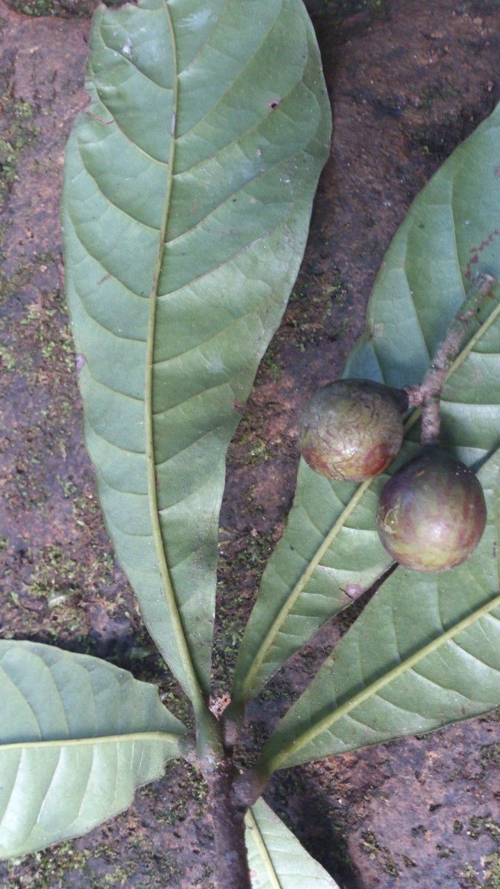 Meliosma donnellsmithii leaf