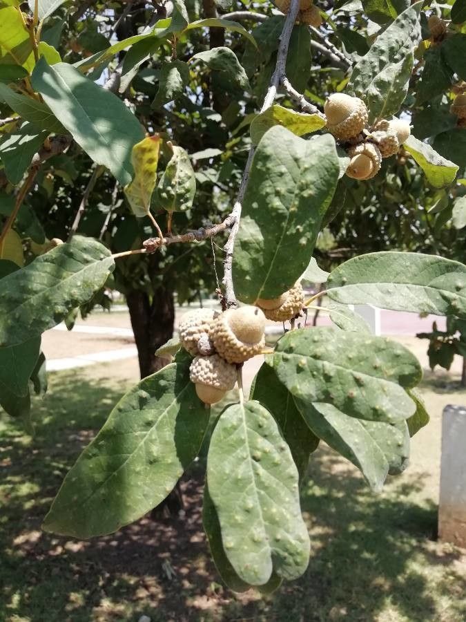 Quercus polymorpha fruit