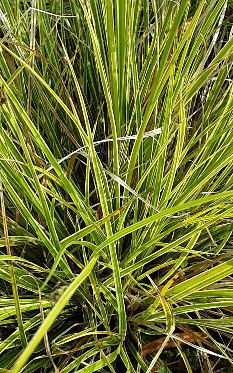 Carex brunnescens — search result for 'Carex'