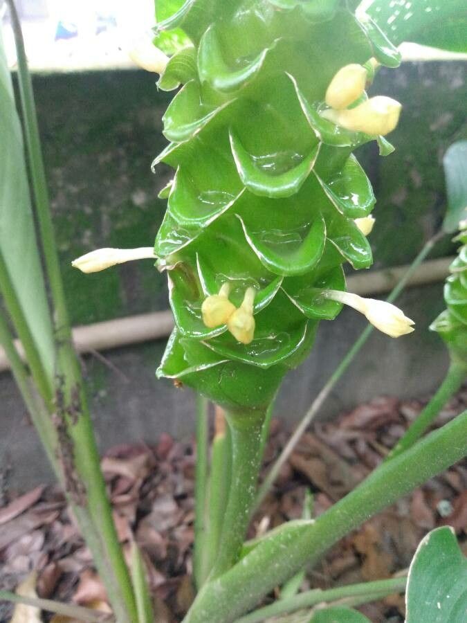 Calathea cylindrica flower