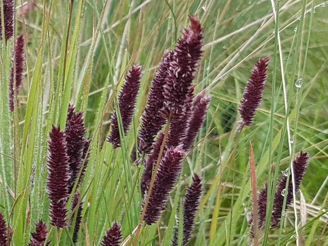 Stiburus alopecuroides — houseplant care guide