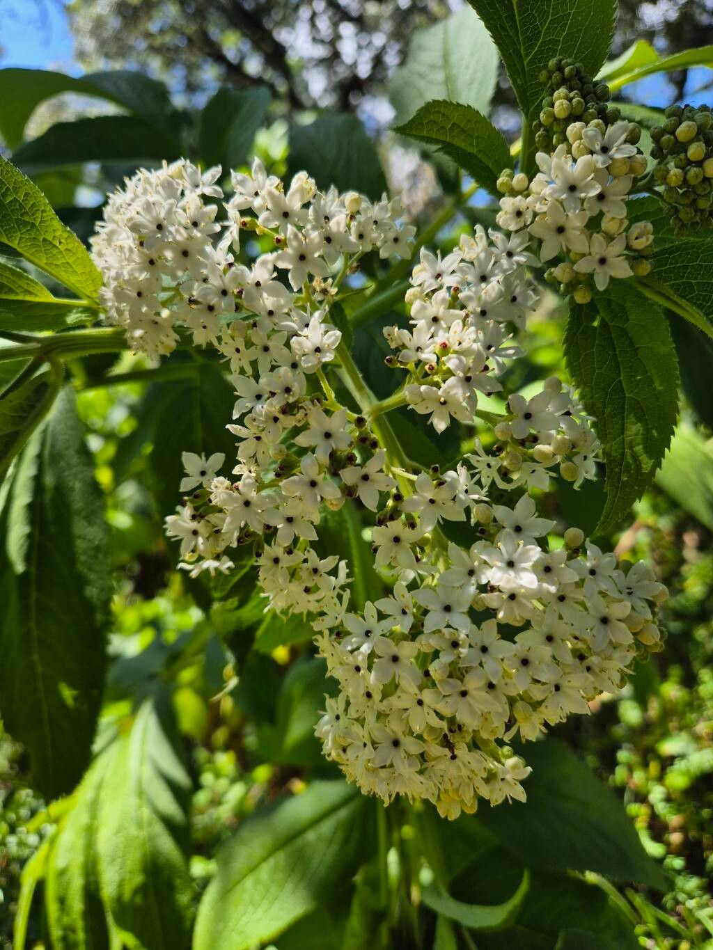 Sambucus africana flower