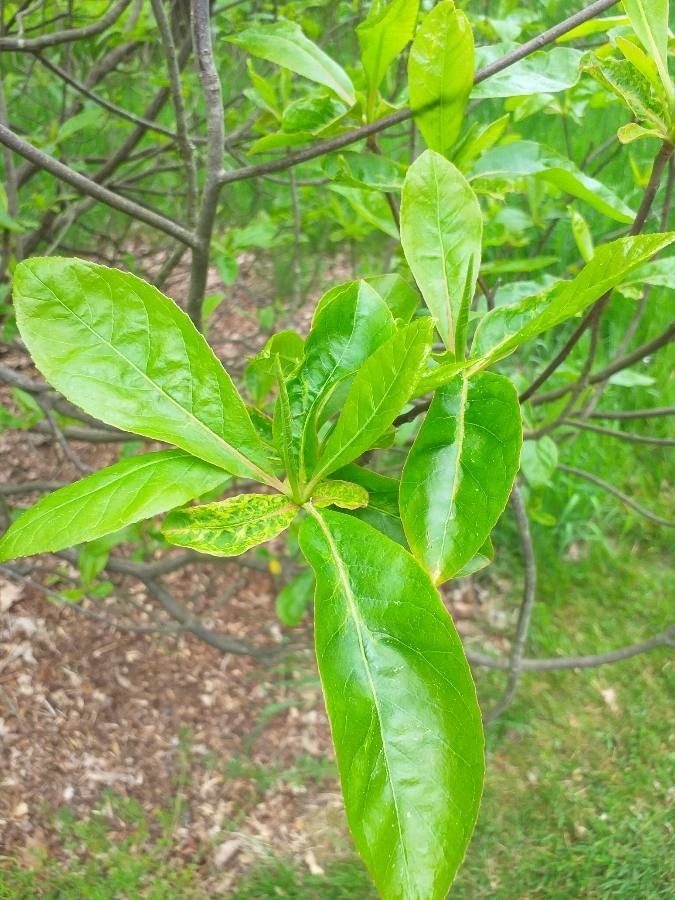 Franklinia alatamaha — search result for 'Georgia'