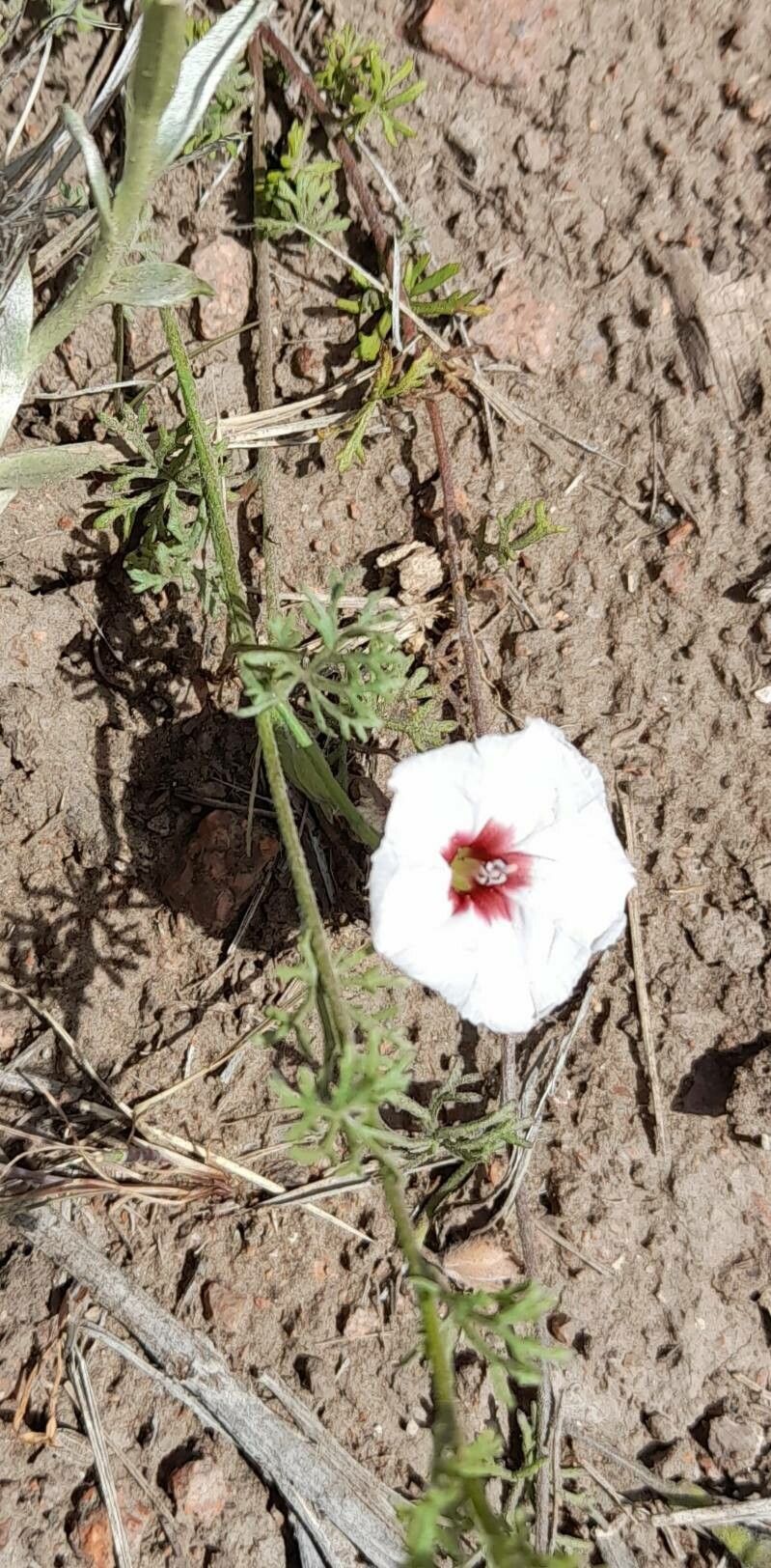 Convolvulus laciniatus habit