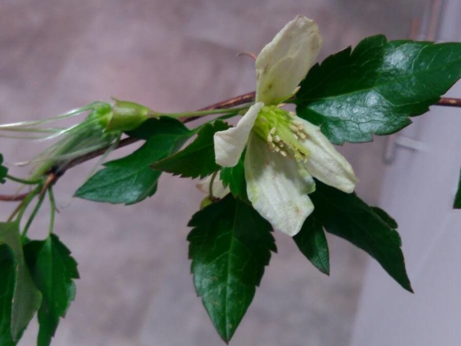 Clematis cirrhosa flower
