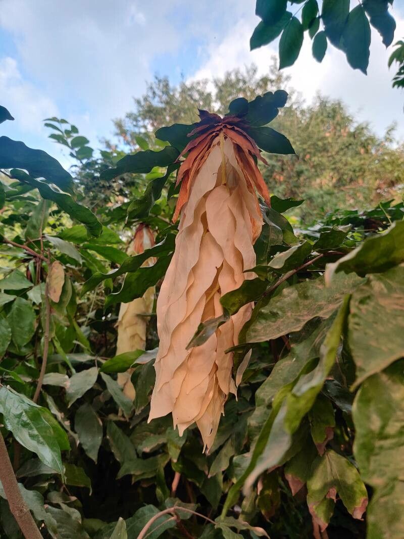 Cynometra grandiflora — houseplant care guide