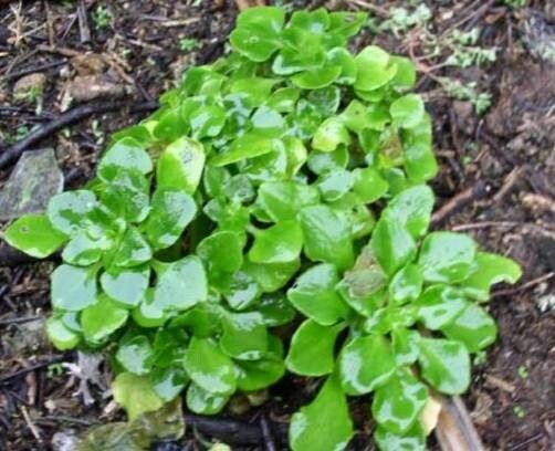 Aichryson bollei habit