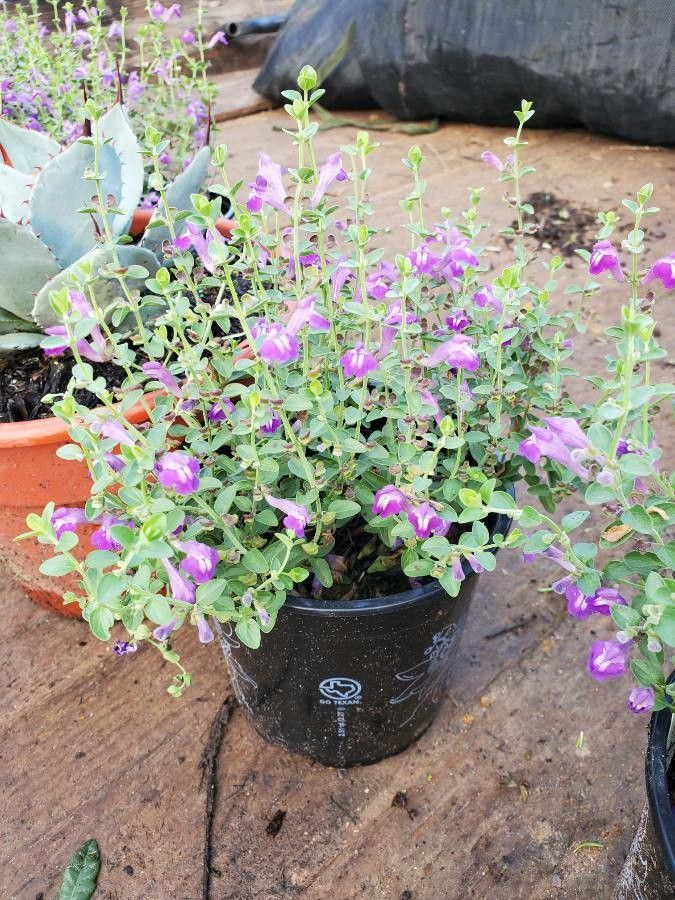 Scutellaria drummondii flower