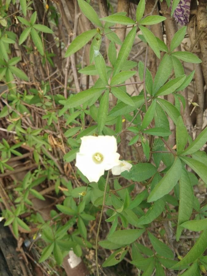 Merremia quinquefolia flower
