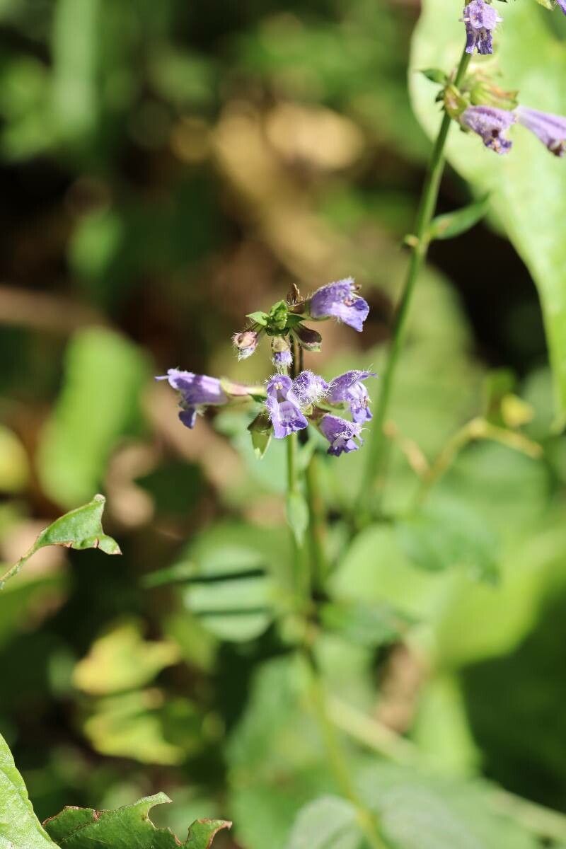 Salvia japonica flower