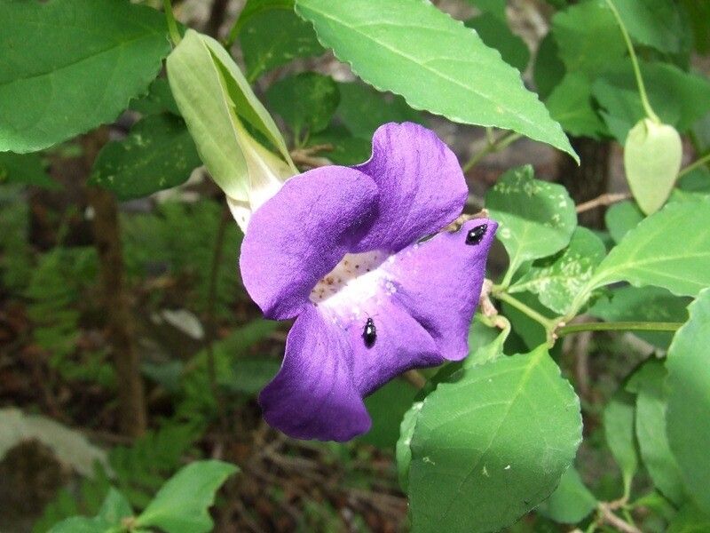 Thunbergia crispa — search result for 'Thunbergia'