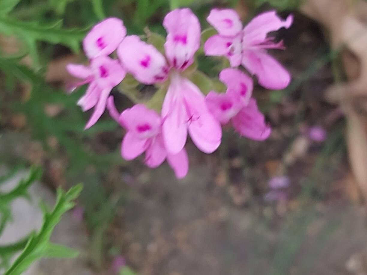 Pelargonium glutinosum flower