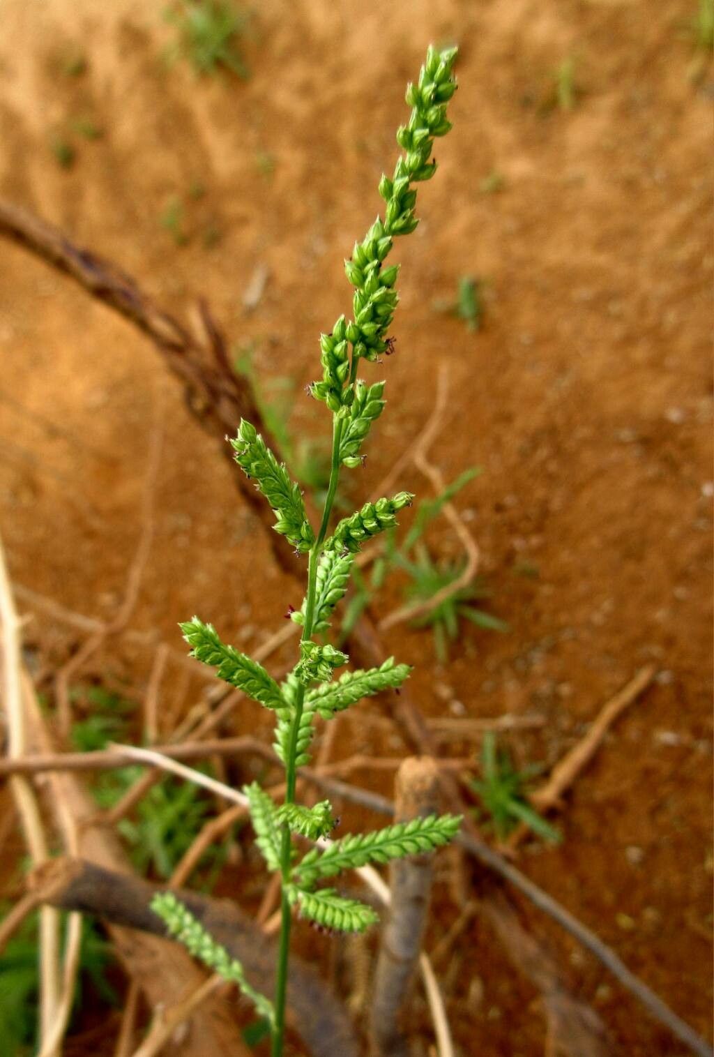 Urochloa lata flower