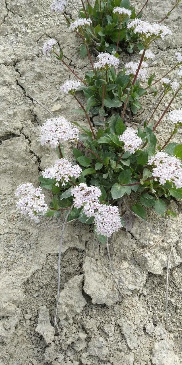 Valeriana rotundifolia flower