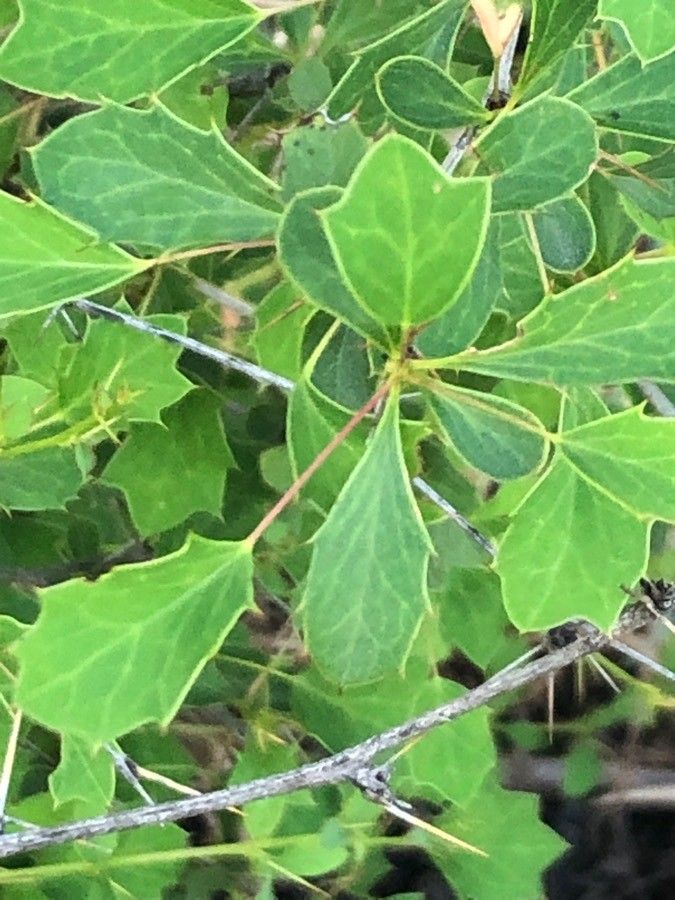 Berberis polyantha — houseplant care guide