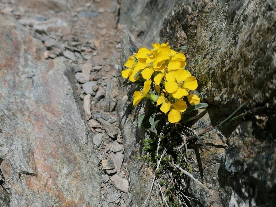Erysimum duriaei flower