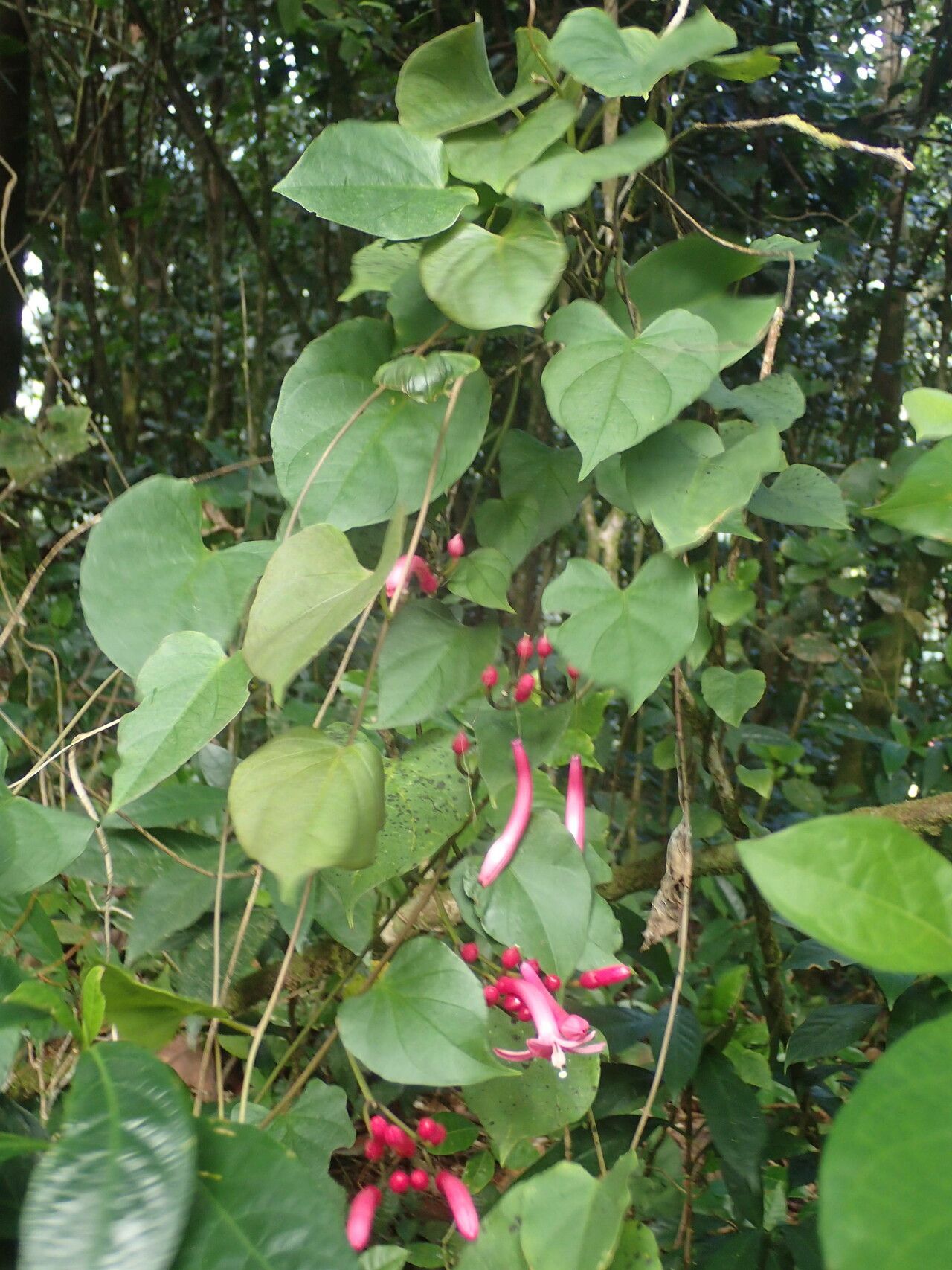 Ipomoea repanda other