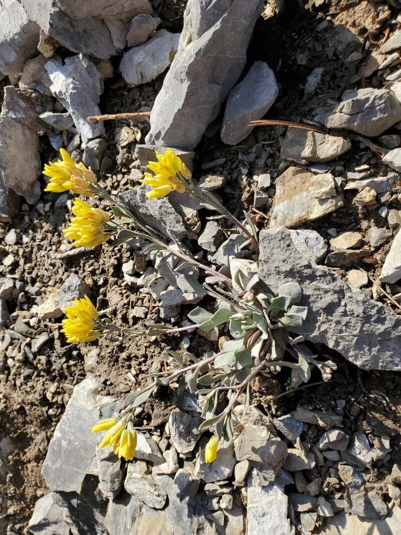 Physaria chambersii leaf