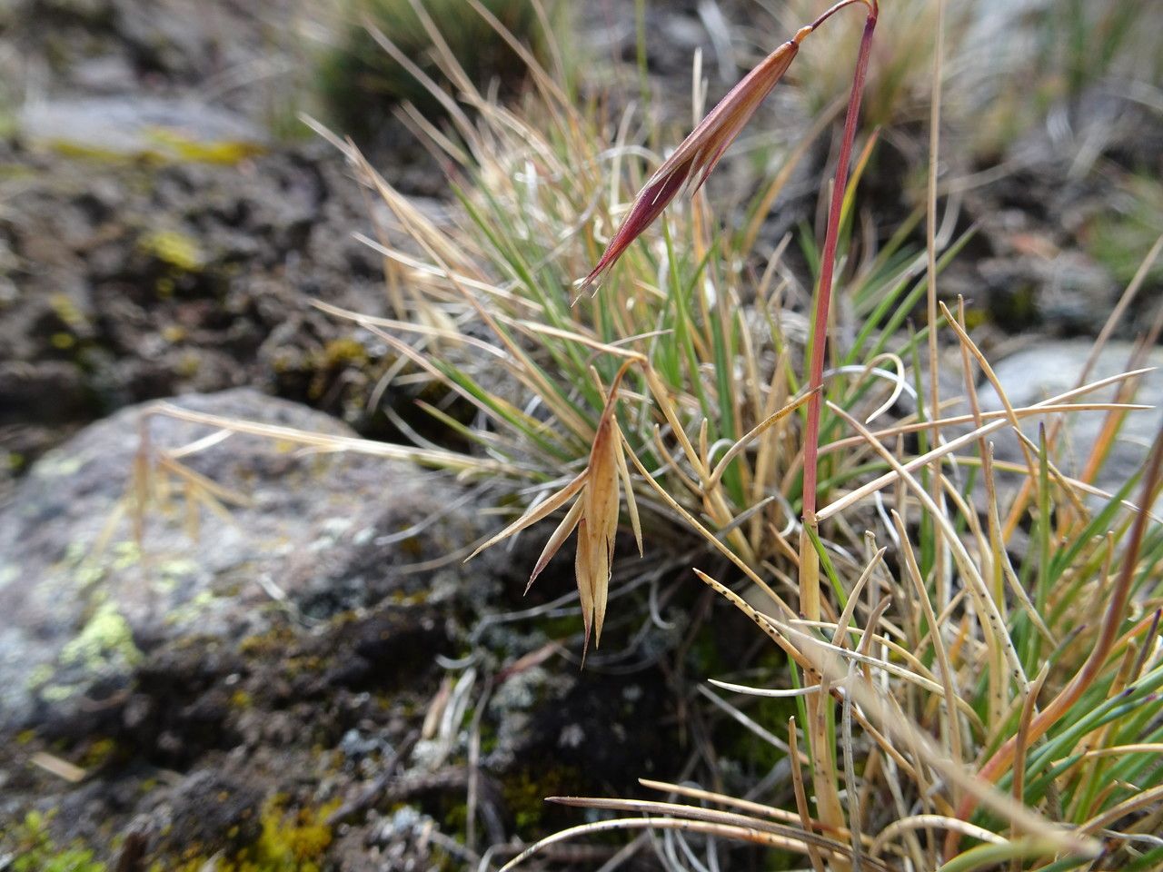 Festuca livida flower