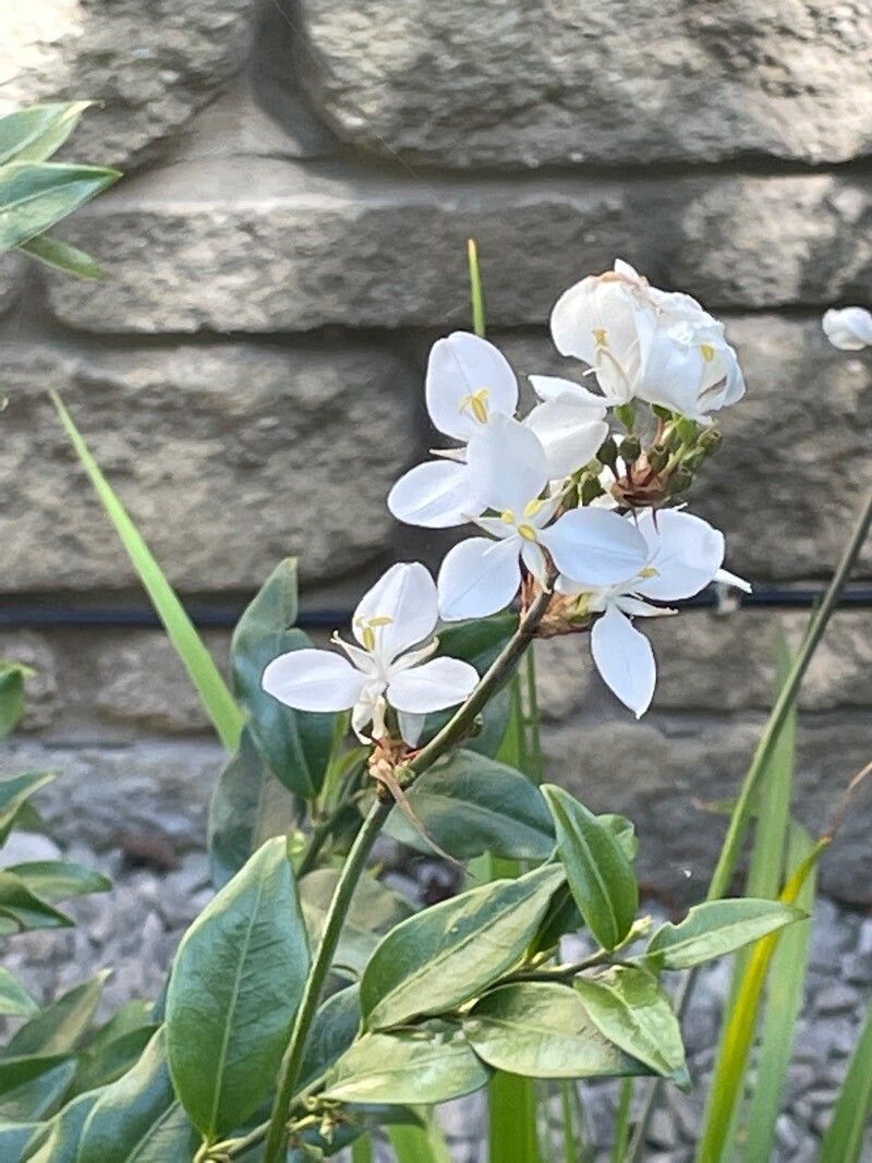 Libertia chilensis flower