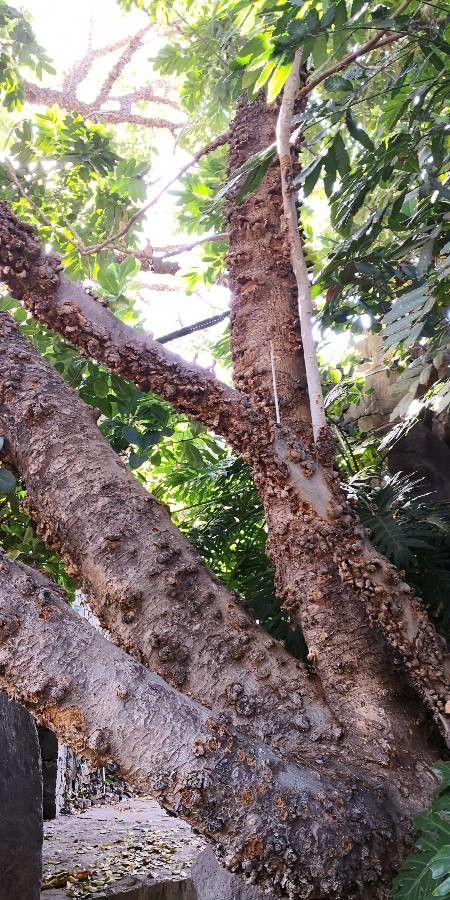 Swietenia macrophylla bark