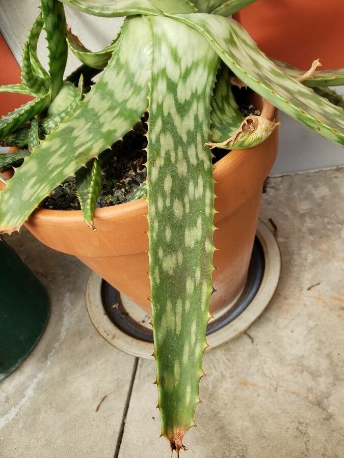Aloe zebrina — search result for 'Aloe'