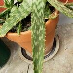 Aloe zebrina