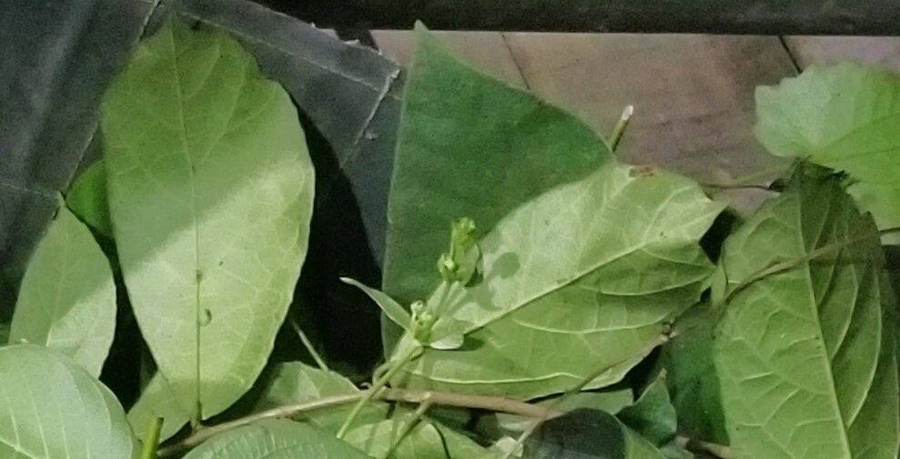 Ficus scaberrima — houseplant care guide