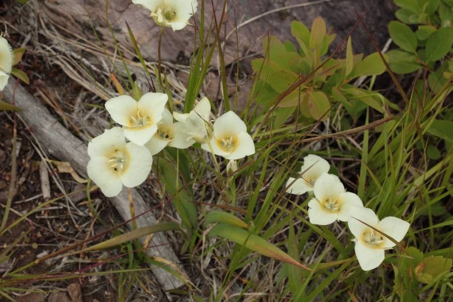 Calochortus subalpinus — search result for 'Calochortus'