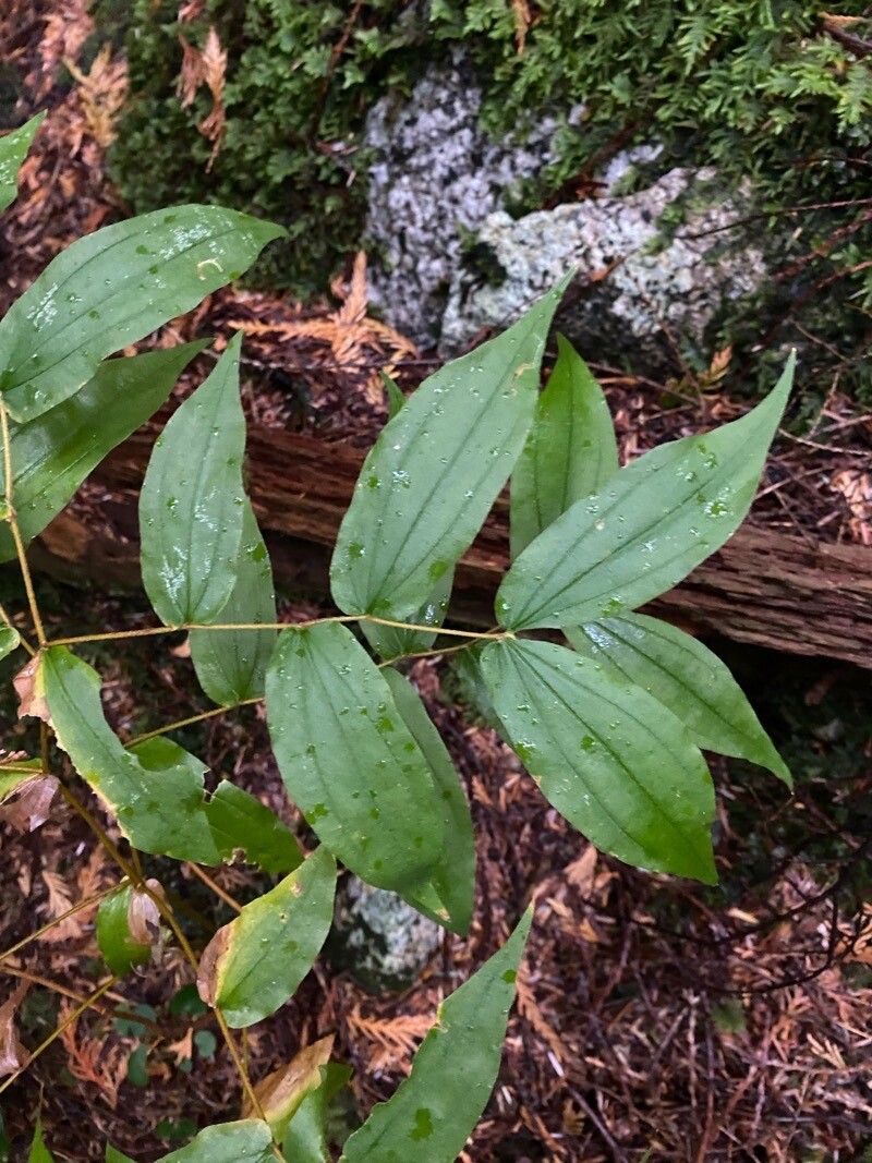 Streptopus lanceolatus