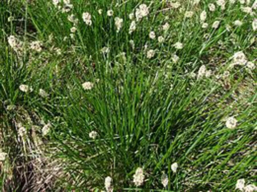 Sesleria heufleriana flower