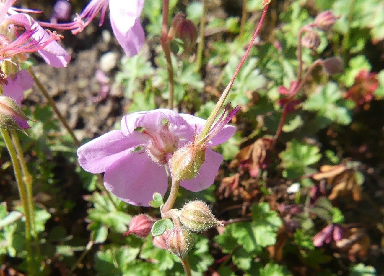 Geranium dalmaticum fruit