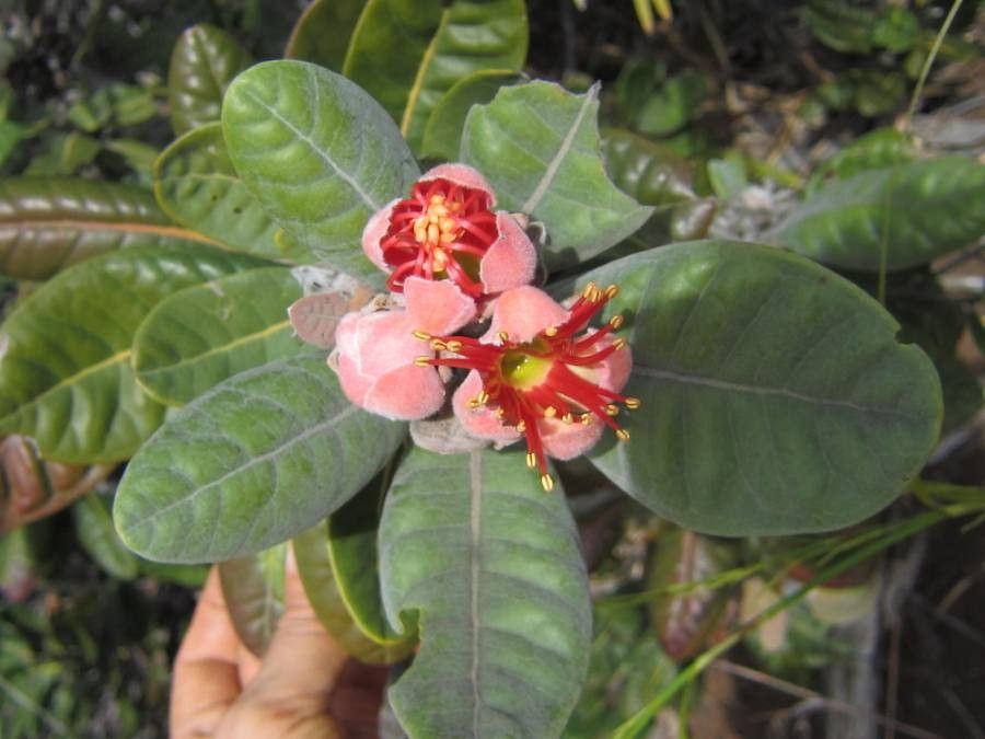 Xanthostemon francii leaf