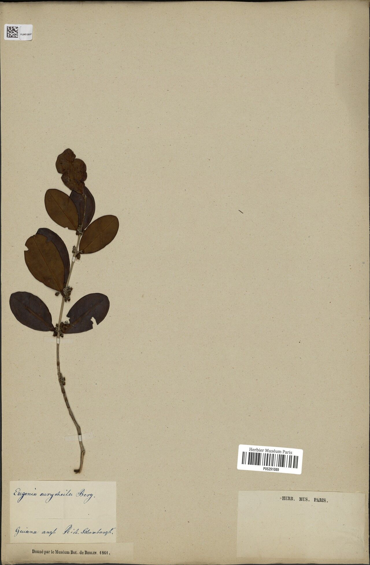 Eugenia eurycheila — houseplant care guide