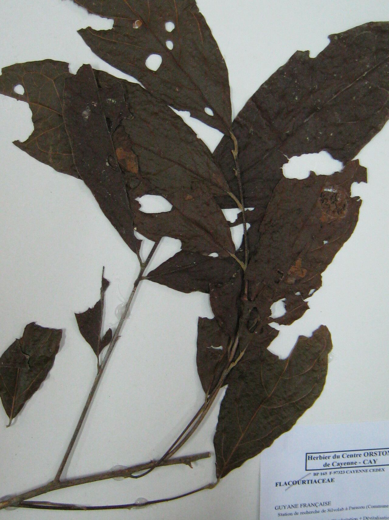 Styrax glabratus other