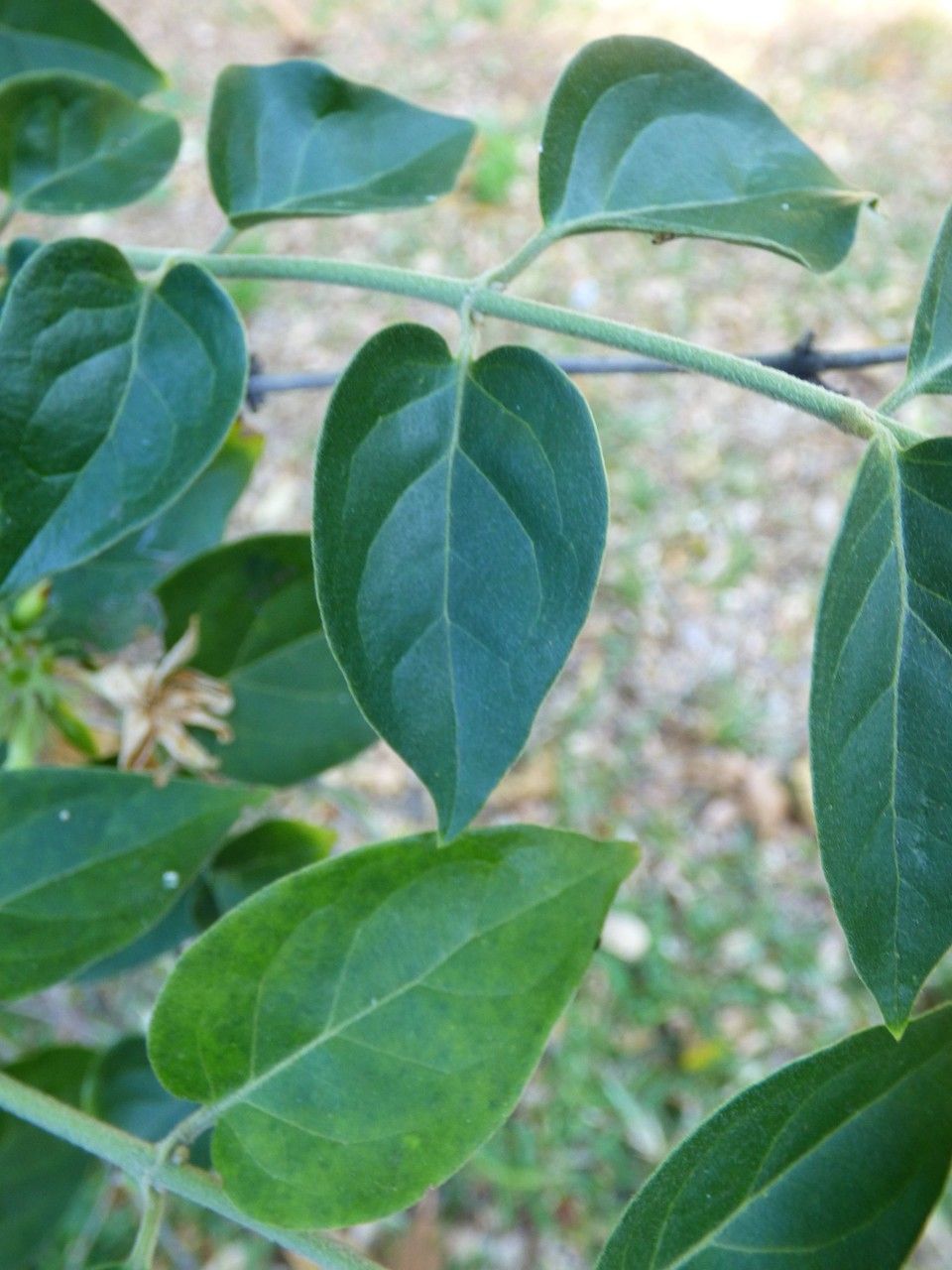Jasminum auriculatum — search result for 'Bhutan'
