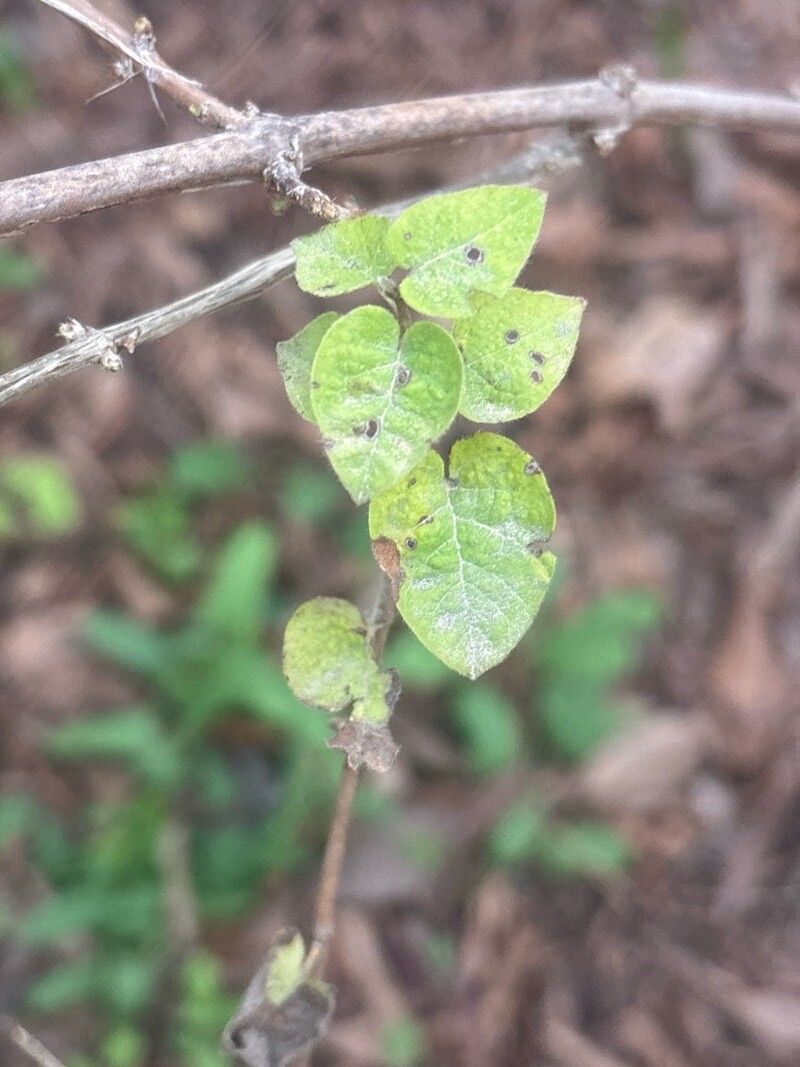 Lonicera bracteolaris — search result for 'Lonicera'