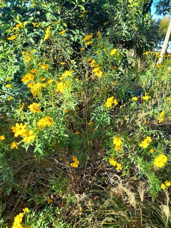 Tagetes lemmonii habit