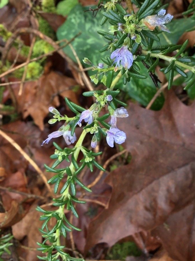 Rosmarinus × lavandulaceus flower