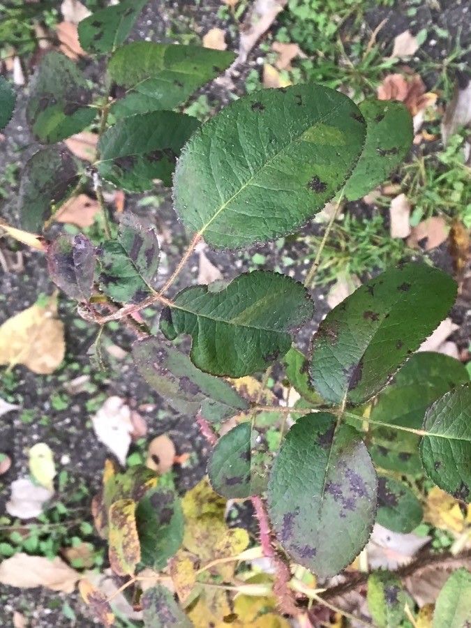 Rosa centifolia — search result for 'Rosa'