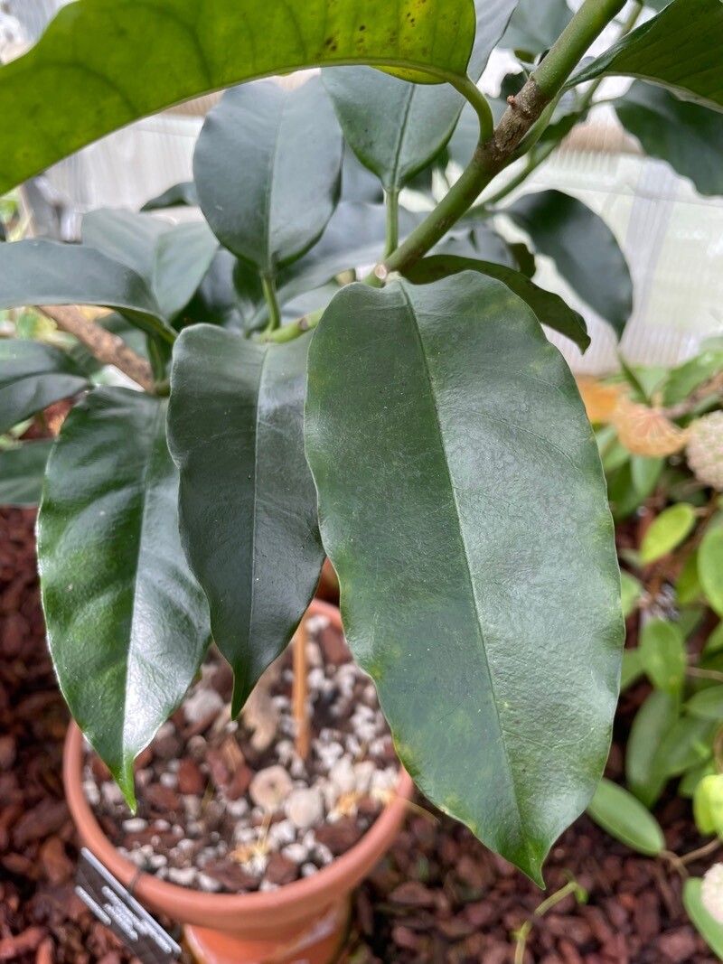 Hoya multiflora — search result for 'Hoya'