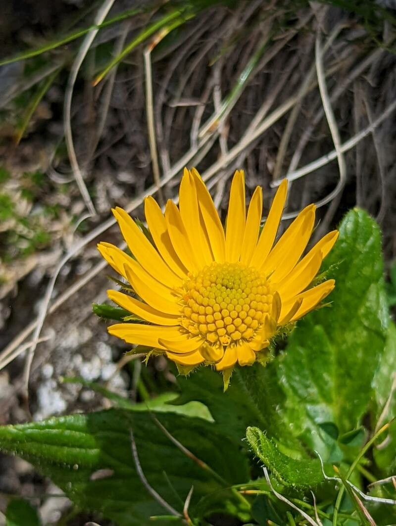 Doronicum glaciale flower