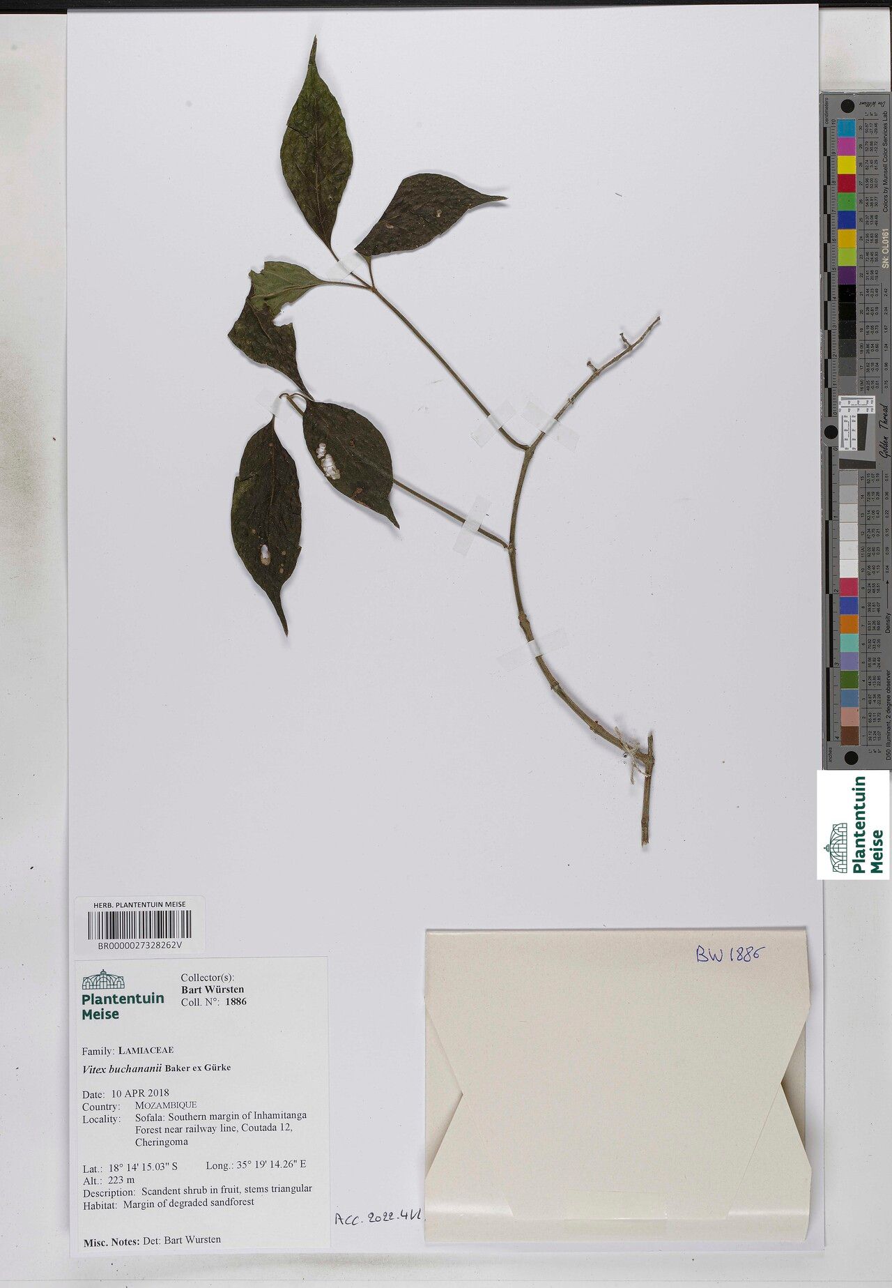 Vitex buchananii — houseplant care guide