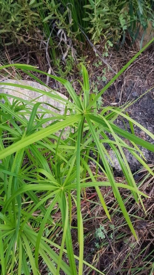Cyperus alterniflorus leaf