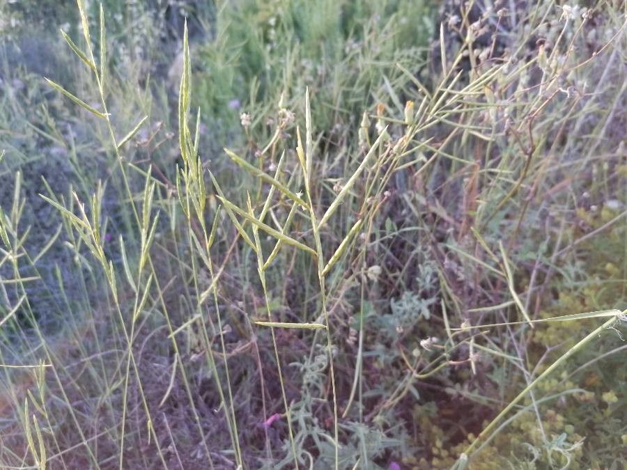 Brachypodium retusum flower