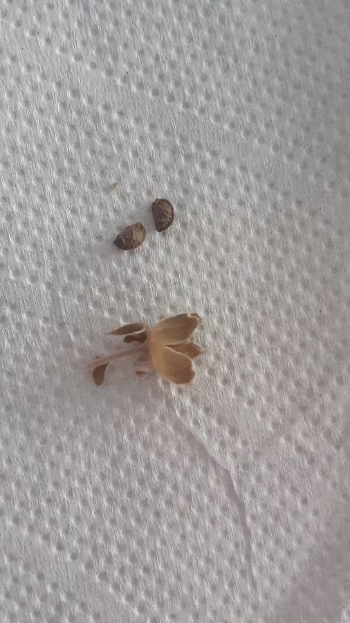 Pavonia hastata fruit