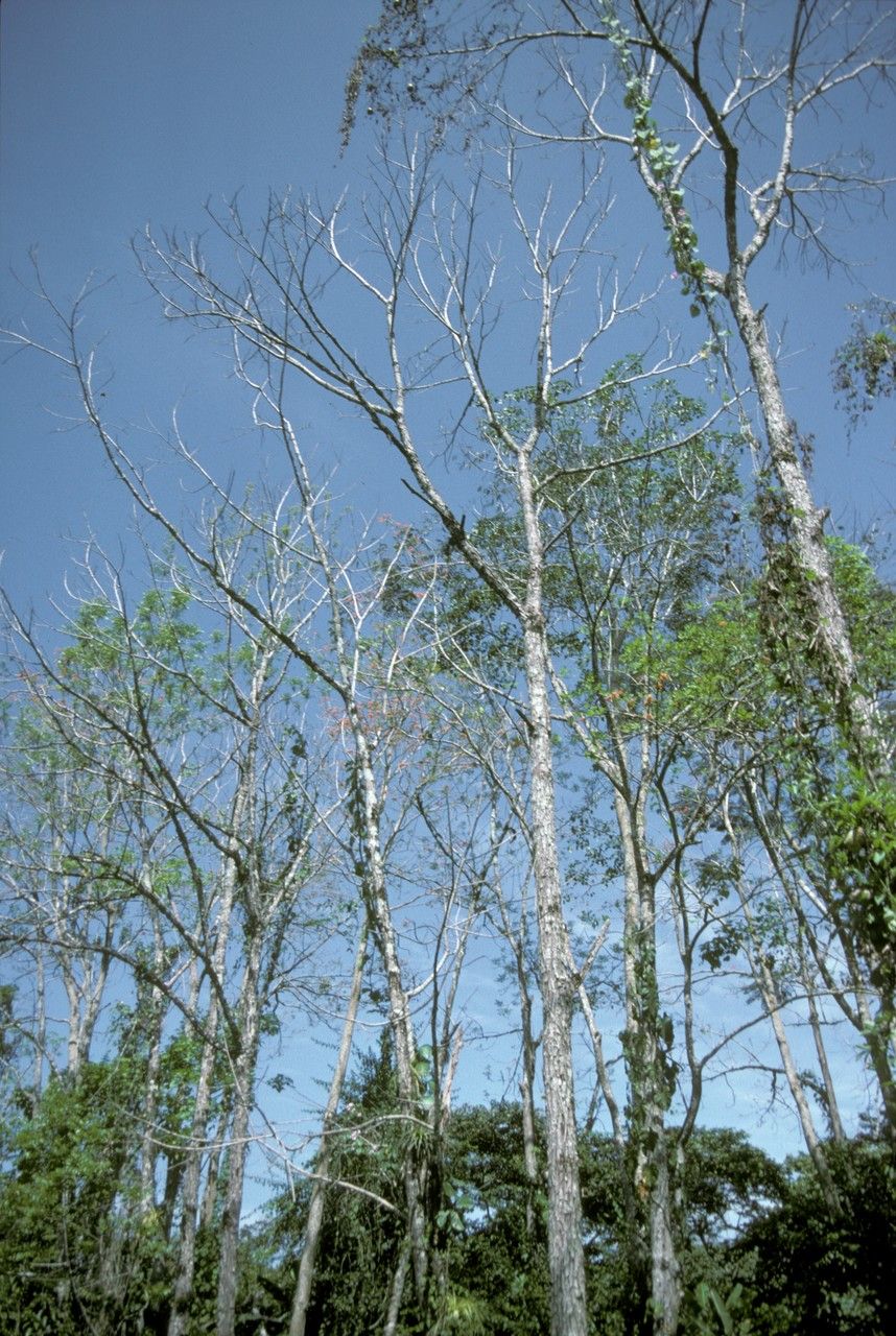 Juglans pyriformis habit