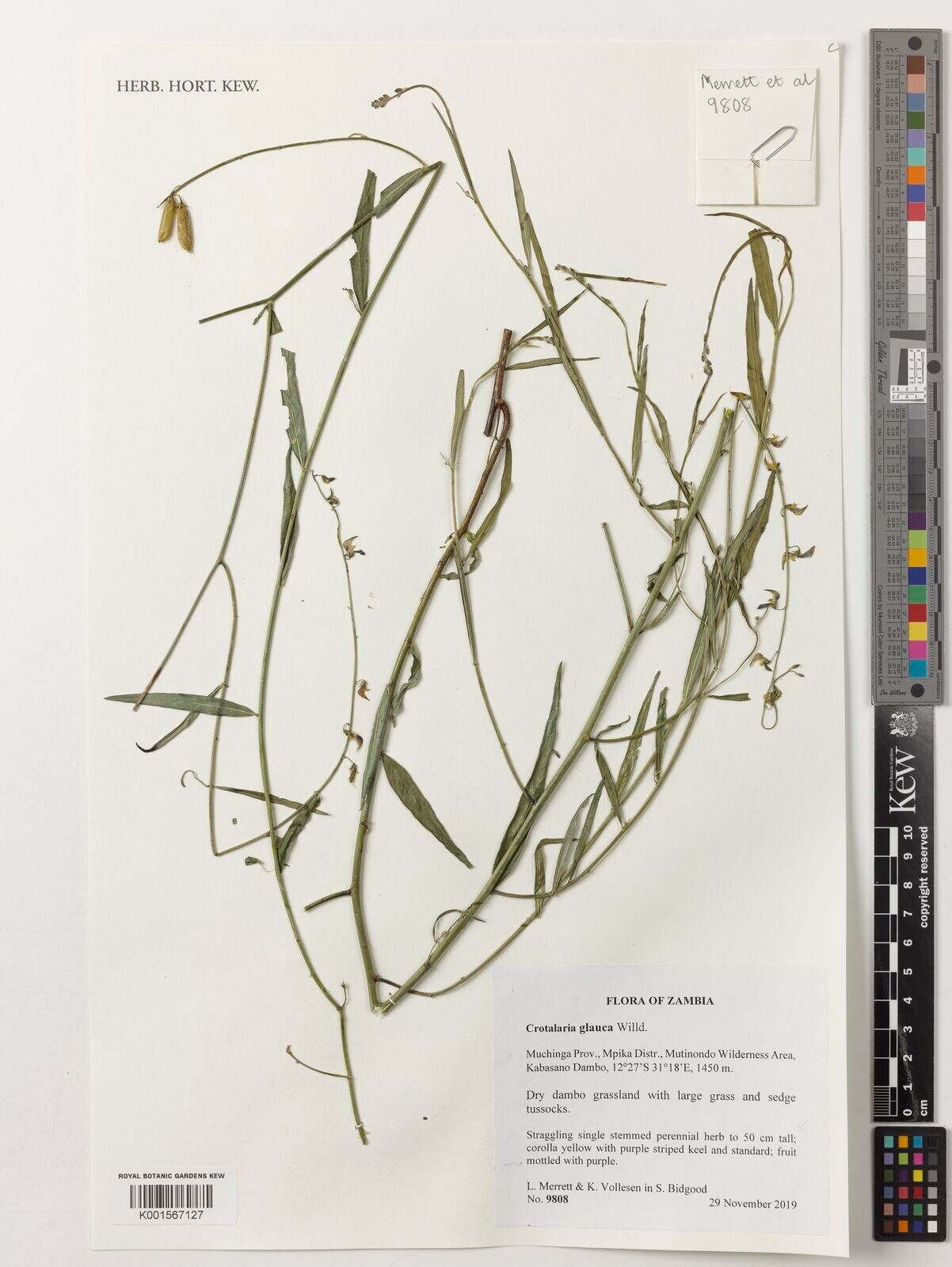 Crotalaria glauca — houseplant care guide