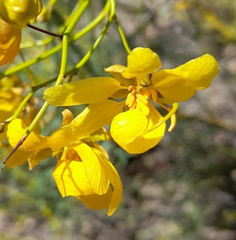 Senna pachyrrhiza flower